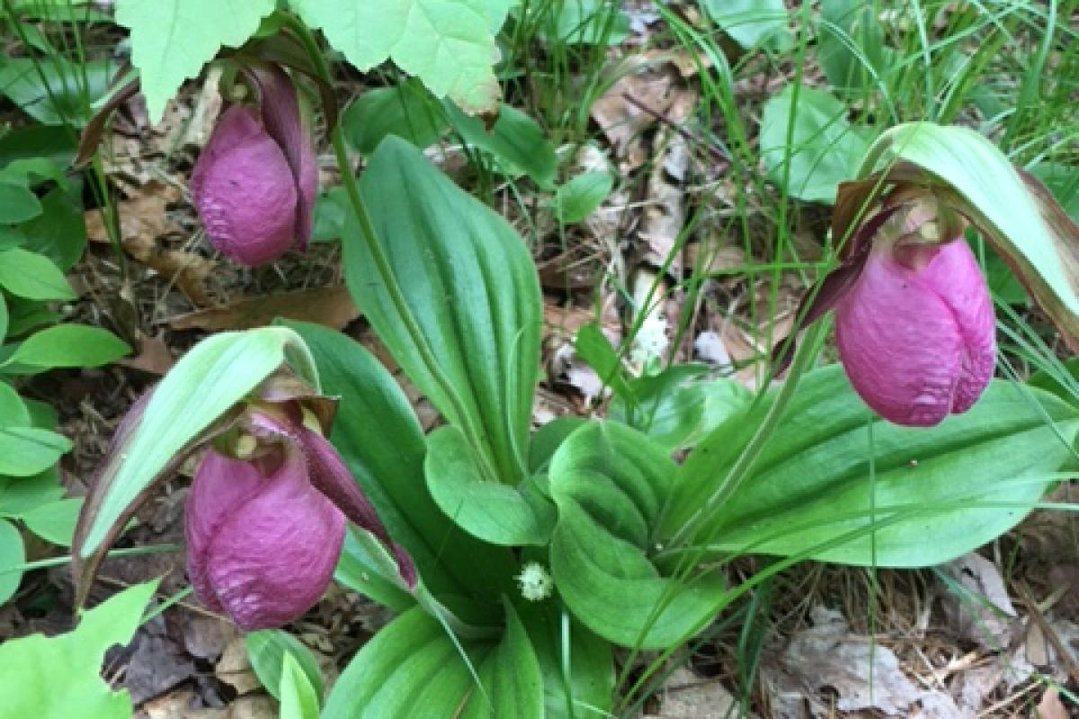 Group of Lady Slippers