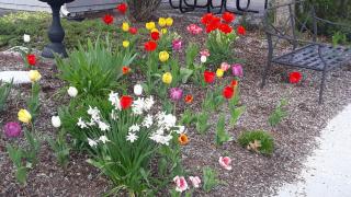 The tulips are amazing, thanks to our volunteer gardener, Kate Frohn.